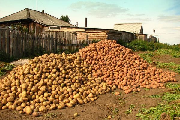 La formule d'engrais pour pommes de terre aidera à obtenir une récolte de pommes de terre riche et de haute qualité
