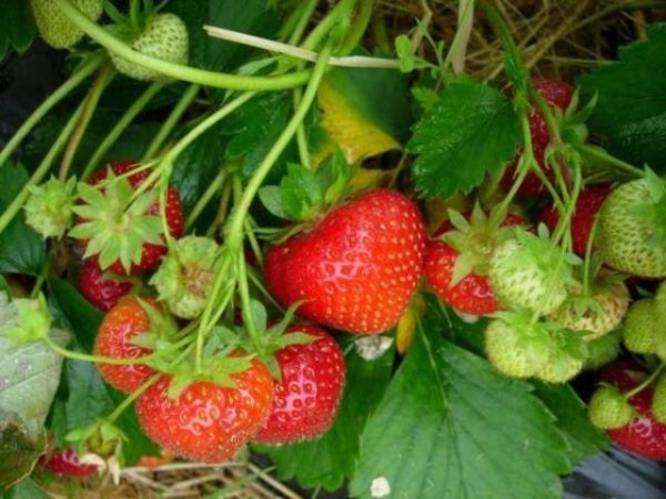  Fraise Elvira sur un buisson de près