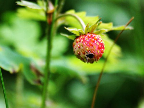  Acarien de fraise