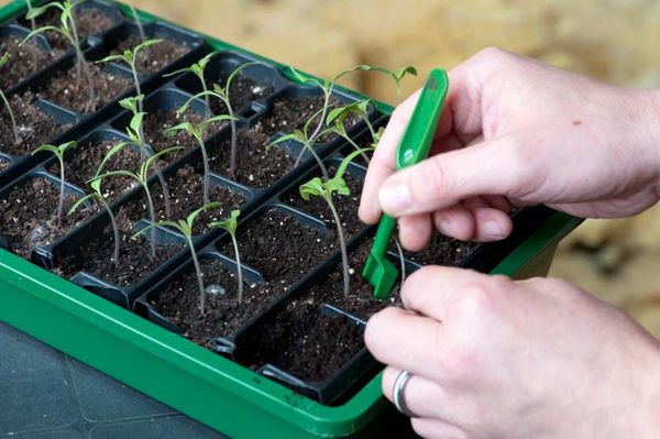  Planter des plants de tomates