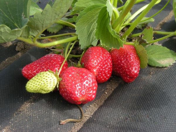  Les fraises fraient plus vite sous un film noir