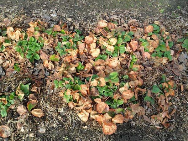  Après le nettoyage de l'abri, retirez les feuilles sèches de fraise.