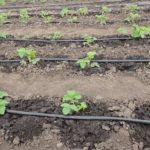  Le système d'irrigation goutte à goutte est monté avant la plantation.