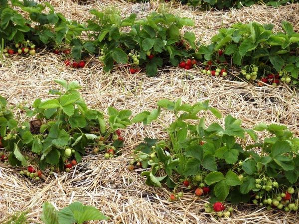  La paille ou la sciure de bois convient au paillage des fraises.