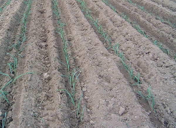  Les rainures sont préparées pour la plantation de semis