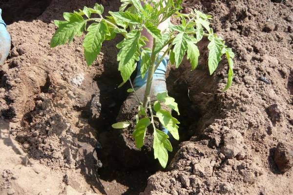  Planter des plants de tomates dans le sol