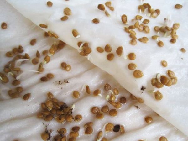  La viabilité des semences peut être déterminée par germination sur une serviette