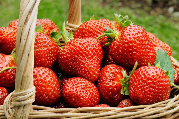  Strawberry Evie 2 dans un panier en gros plan