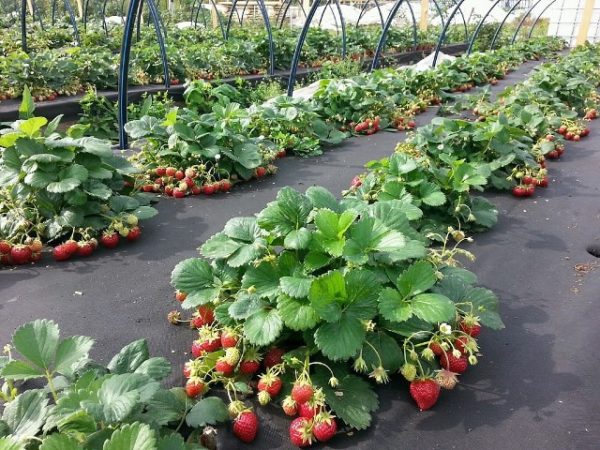  Fraises à l'agrofibre