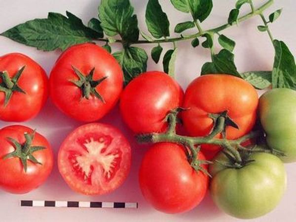 Variétés de tomates ont moyenne