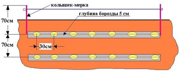  Schéma de plantation de la pomme de terre Tuleyevsky