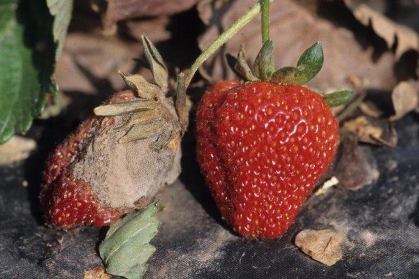  Pourriture grise sur les fraises