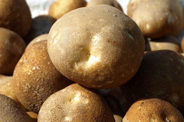  Pour que les pommes de terre Kiwi soient les plus nutritives, vous devez utiliser des engrais azotés.