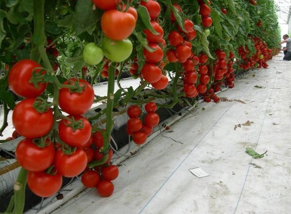  Cultiver des tomates en serre