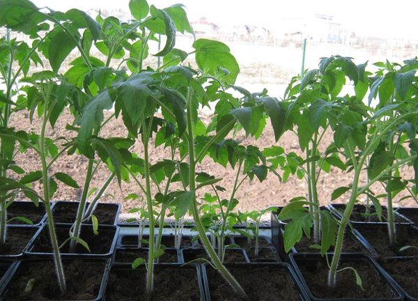  Les semis envahis sont plantés dans le sol à un angle