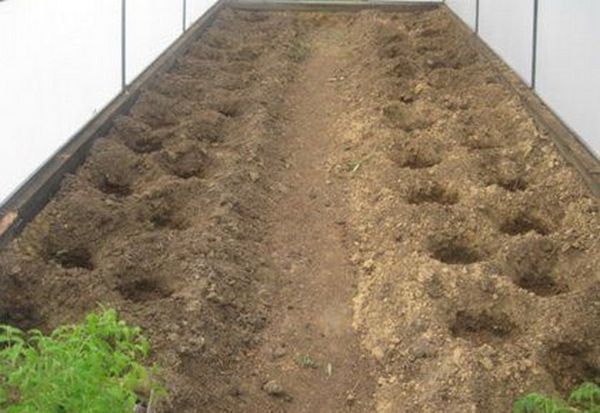  La meilleure solution pour planter des tomates est un ordre aux échecs