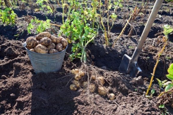 Pour obtenir non pas une mais deux récoltes de pommes de terre, vous devez collecter la première récolte précoce par temps nuageux, cueillir les tubercules, puis planter un buisson de pommes de terre pour la deuxième fois, en déversant abondamment un trou avec de l'eau.