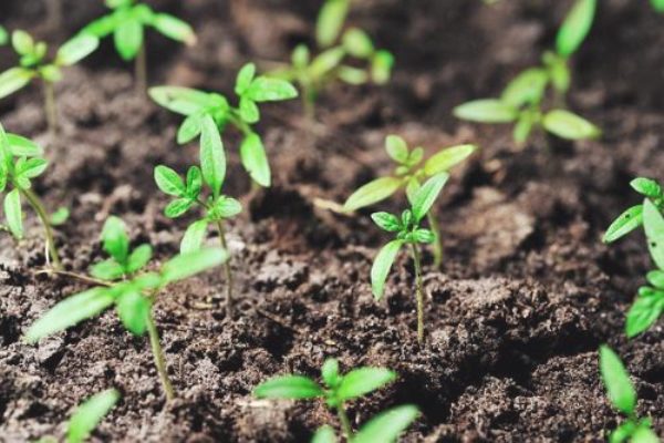  Plants de tomates