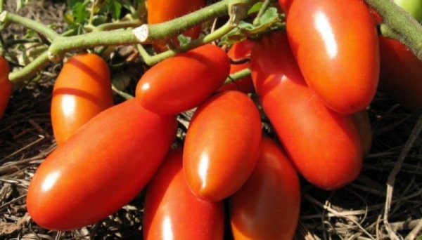  La couleur des fruits de la tomate Novice rouge ou rose, et, dans leurs caractéristiques, ils ne diffèrent pas entre eux