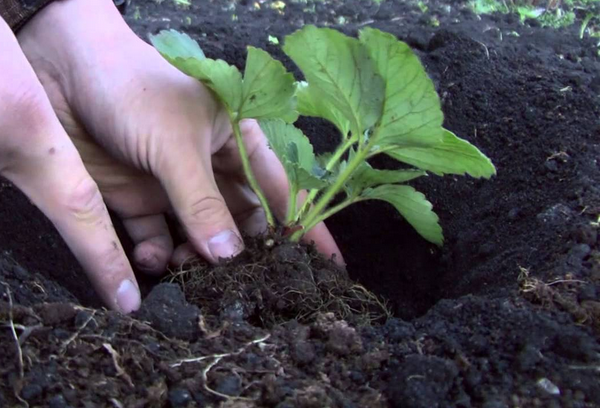  Les fraises sont plantées dans le sol après l’enracinement des plantules