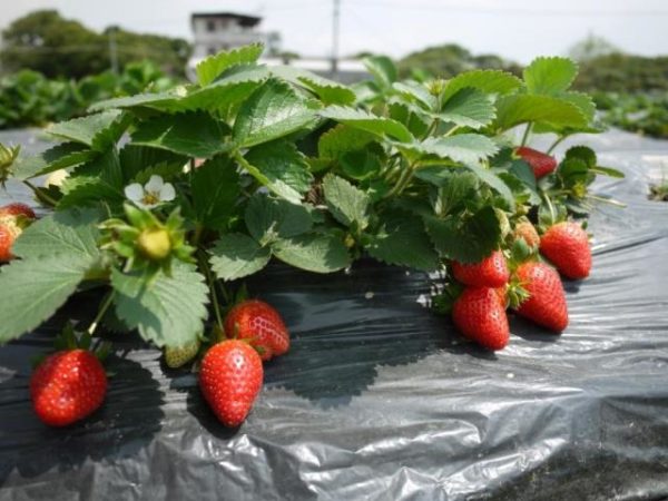  Isolation du système radiculaire à la fraise