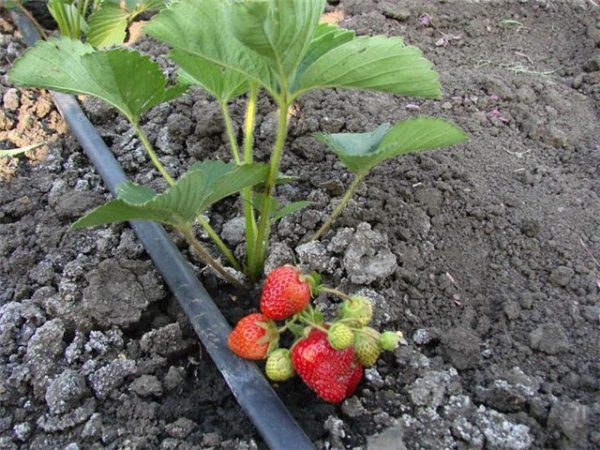  Les heures du matin sont considérées comme le meilleur moment pour arroser les fraises.