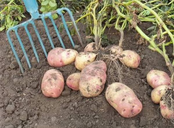  profondeur de plantation des pommes de terre