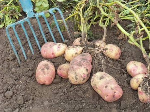  profondeur de plantation des pommes de terre