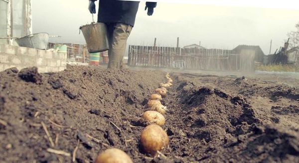 planter des pommes de terre