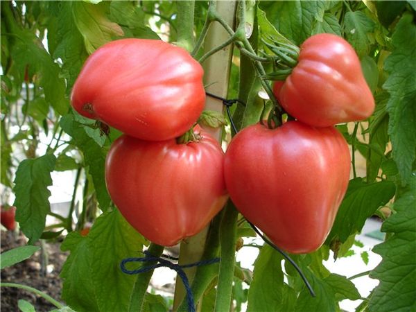  coeur de taureau tomate