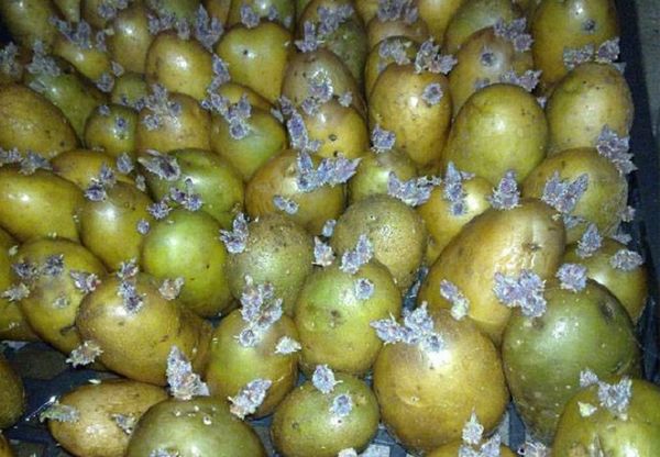  Les pommes de terre vertes sont germées et utilisées pour la plantation