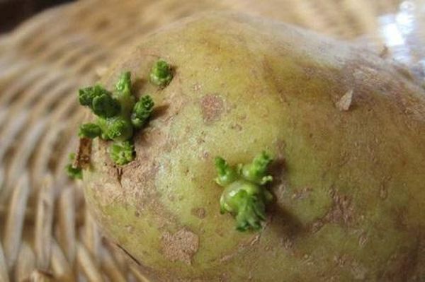  Si vous voyez des pousses vertes sur les pommes de terre - ne l'achetez pas pour la cuisson