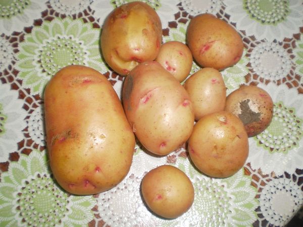  Pommes de terre variées Joukovski