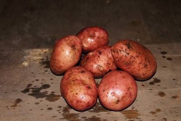 Variété de pommes de terre Zhuravinka