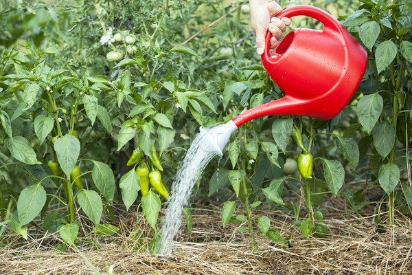  Le poivre aime l'humidité et a besoin d'un arrosage basal régulier