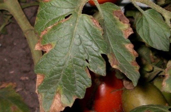  Tache sèche de tomate (macrosporioz)