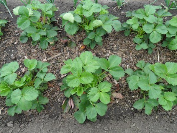  Arbuste plantant des fraises