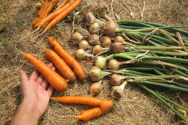  Les bulbes sont récoltés en juillet, les carottes en août et septembre.