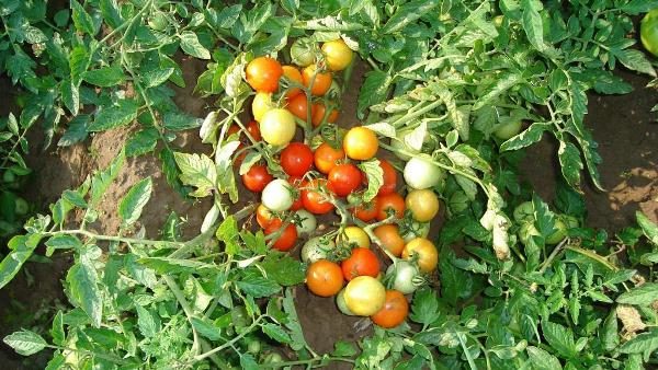  Tomate Bush Moskvich avec des fruits dans le jardin