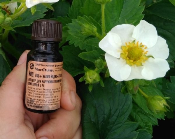  L'iode en pharmacie aidera à se débarrasser du charançon des fraises et de la pourriture.