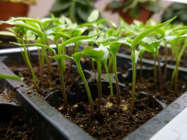  Les graines de poivre peuvent être plantées fréquemment et dans un bol peu profond avec une plongée supplémentaire