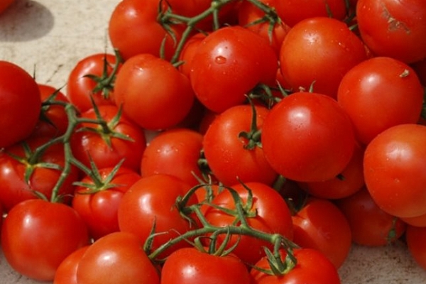  Verlioka Variété de Tomate: description et caractéristiques, culture, avis