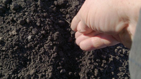  Il n'est pas souhaitable de planter chernushka dans un sol sec, en particulier des graines germées, car les tiges tendres peuvent se dessécher et disparaître.