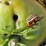  Le doryphore est un ravageur dangereux des tomates.