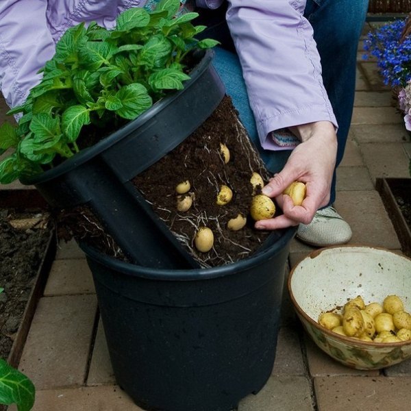  Cultiver des pommes de terre dans un seau