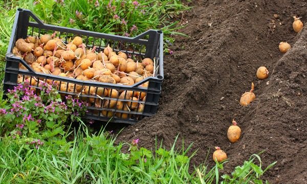  La densité et le taux de plantation sont déterminés par la variété de pomme de terre, les propriétés des tubercules et les conditions météorologiques.