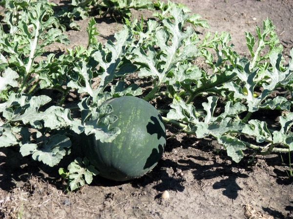  La boue de pastèque Baby est cultivée à la fois en serre et en plein champ