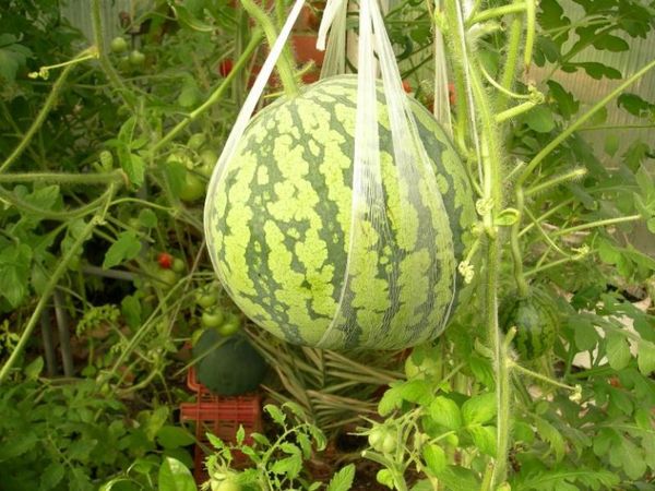  Pour réduire la charge exercée sur le fouet, les fruits peuvent être suspendus au filet.