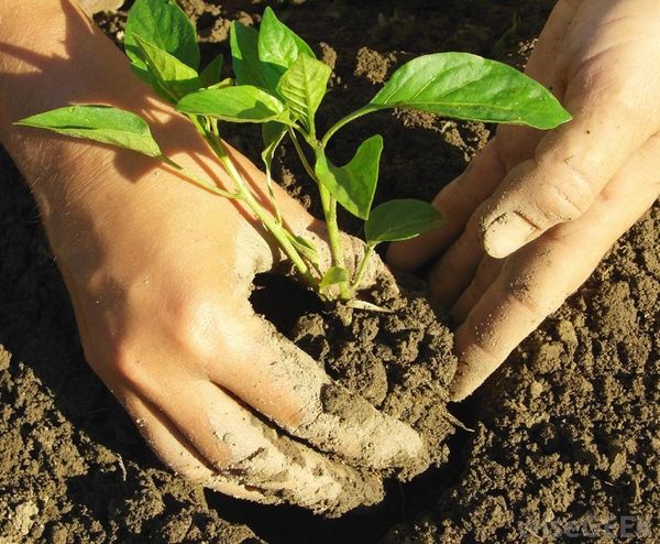  Pour se protéger contre les maladies, la plante est plantée en pleine terre.