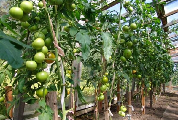  Lorsque vous cultivez une Blagovest de tomate dans la serre, vous pouvez obtenir jusqu'à 5 kg de tomate avec un buisson